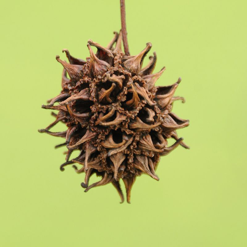 American sweetgum